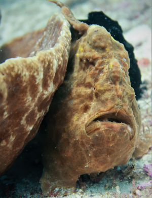 Giant Frogfish - Antennarius commerson